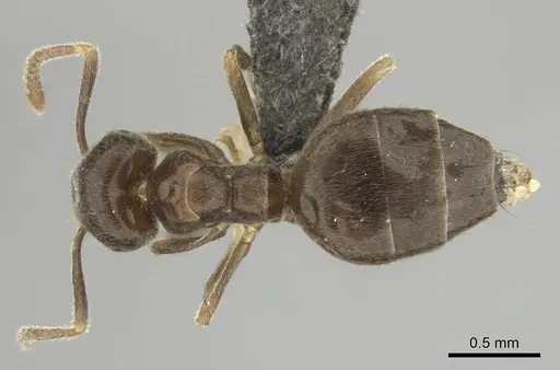 Technomyrmex ilgi - CASENT0252118