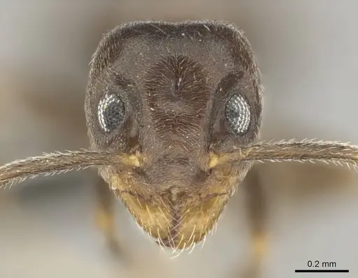 Technomyrmex ilgi - CASENT0252118