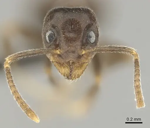 Technomyrmex ilgi - CASENT0252118