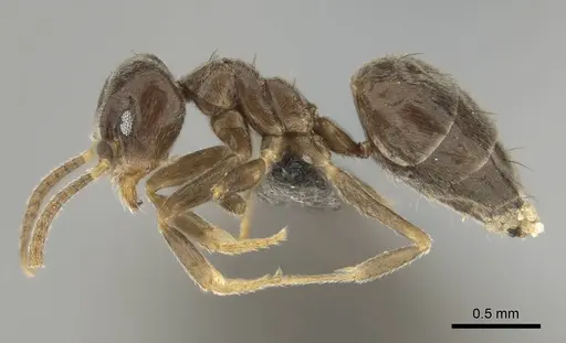 Technomyrmex ilgi - CASENT0252118