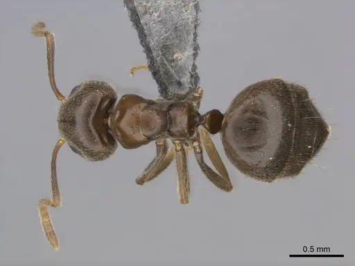 Technomyrmex ilgi - CASENT0257298