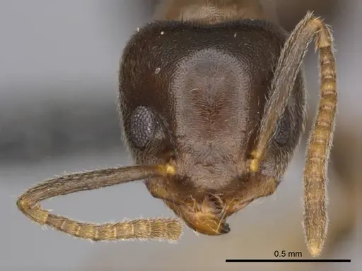 Technomyrmex ilgi - CASENT0257298