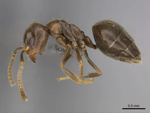 Technomyrmex ilgi - CASENT0257298