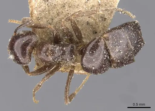 Technomyrmex ilgi - CASENT0909753