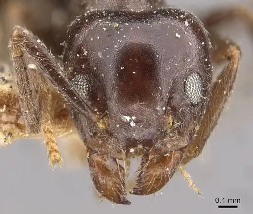 Technomyrmex ilgi - CASENT0909753