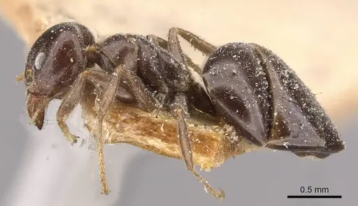 Technomyrmex ilgi - CASENT0909753