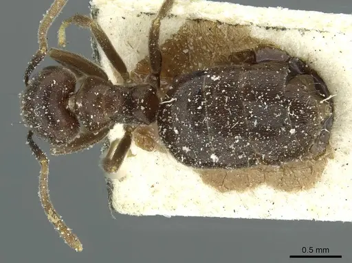 Technomyrmex ilgi - CASENT0911587