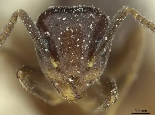 Technomyrmex ilgi - CASENT0911587