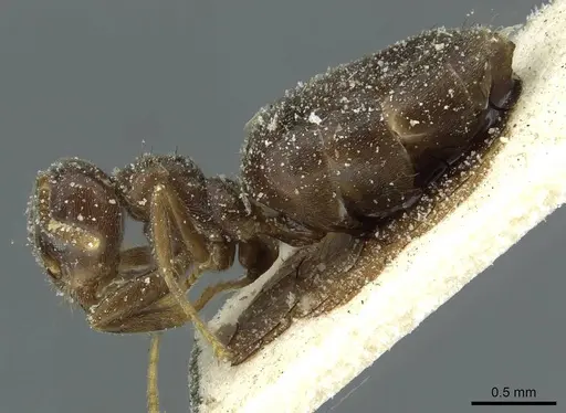 Technomyrmex ilgi - CASENT0911587