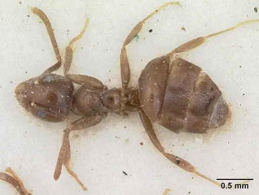 Technomyrmex ilgi - SAM-HYM-C004792