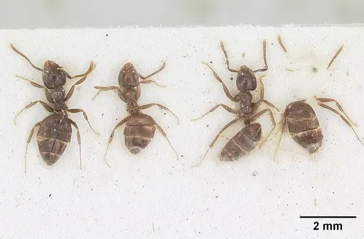 Technomyrmex ilgi - SAM-HYM-C004792