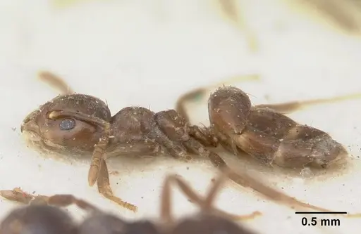 Technomyrmex ilgi - SAM-HYM-C004792