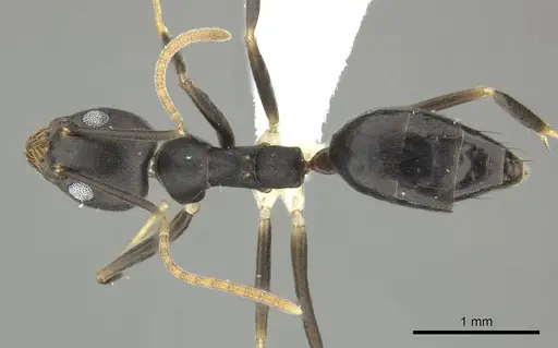 Technomyrmex impressus specimen