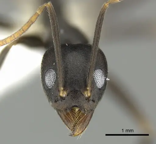 Technomyrmex impressus specimen