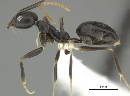 Technomyrmex impressus specimen