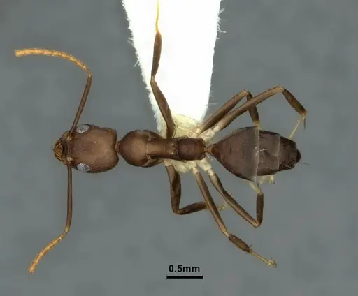 Technomyrmex impressus - CASENT0886063