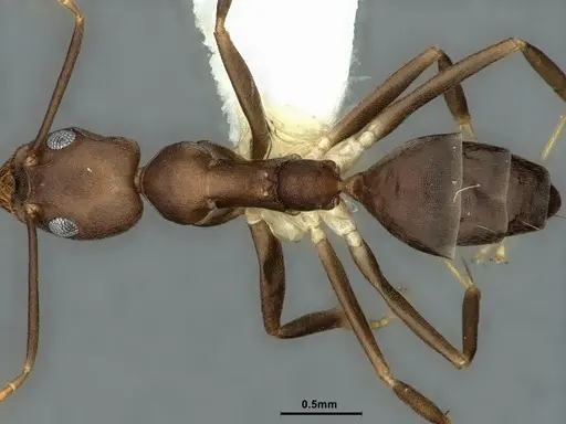 Technomyrmex impressus - CASENT0886063