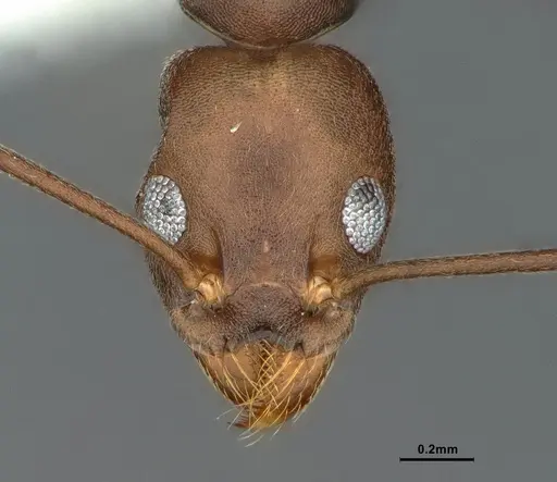 Technomyrmex impressus - CASENT0886063