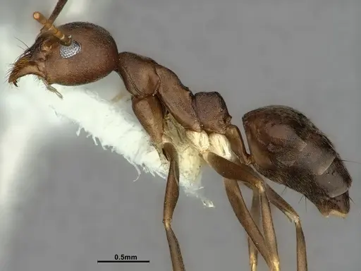 Technomyrmex impressus - CASENT0886063