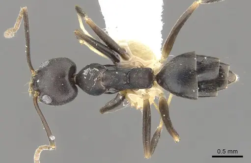 Technomyrmex impressus - CASENT0903044