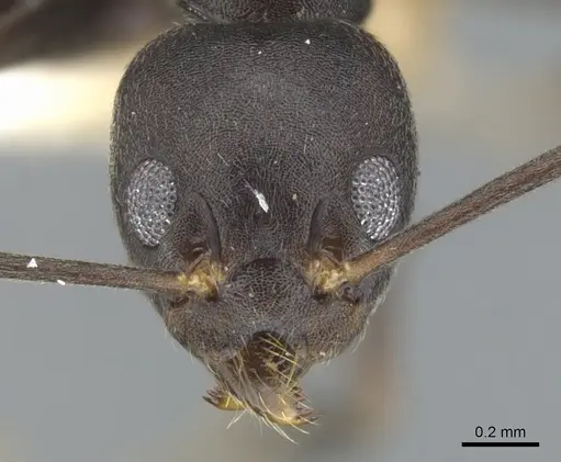 Technomyrmex impressus - CASENT0903044