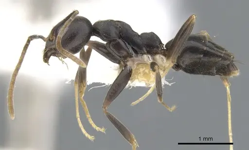 Technomyrmex impressus - CASENT0903044