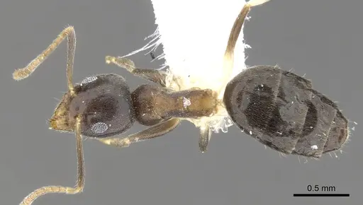 Technomyrmex incisus specimen