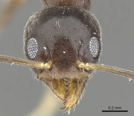 Technomyrmex incisus specimen