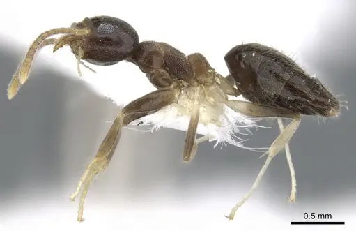 Technomyrmex incisus specimen