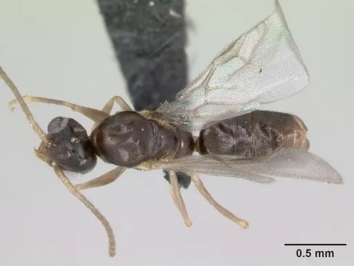 Technomyrmex innocens specimen