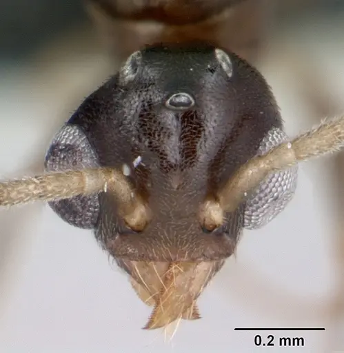 Technomyrmex innocens specimen