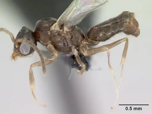 Technomyrmex innocens specimen