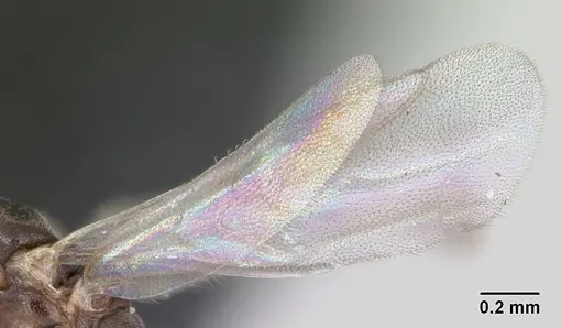 Technomyrmex innocens - CASENT0052478