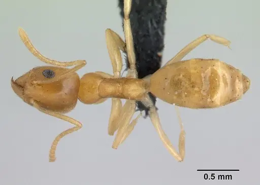 Technomyrmex innocens - CASENT0132935