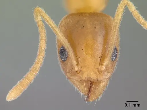 Technomyrmex innocens - CASENT0132935