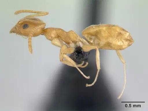 Technomyrmex innocens - CASENT0132935