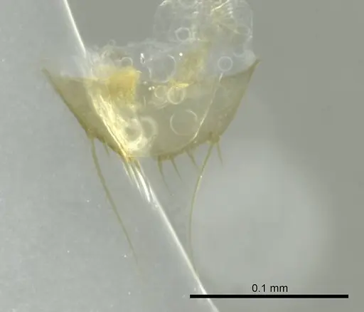 Technomyrmex innocens - CASENT0345036