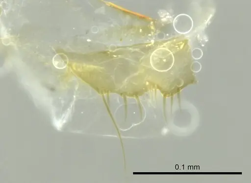Technomyrmex innocens - CASENT0345037