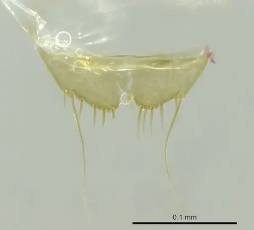 Technomyrmex innocens - CASENT0345038