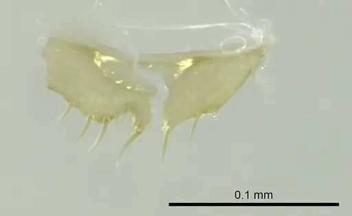 Technomyrmex innocens - CASENT0345042