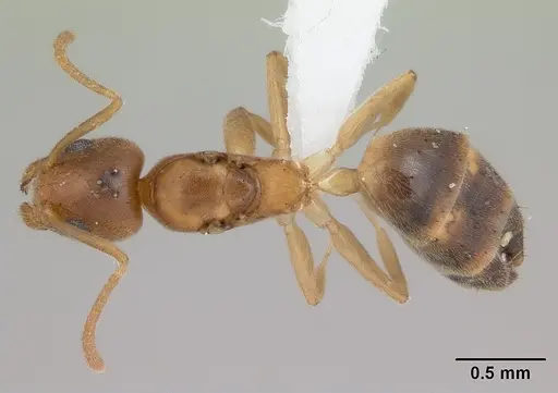 Technomyrmex innocens - CASENT0435441