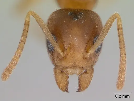 Technomyrmex innocens - CASENT0435441