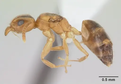 Technomyrmex innocens - CASENT0435441