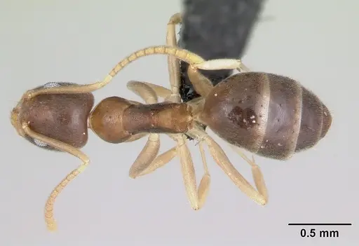 Technomyrmex innocens - CASENT0443365