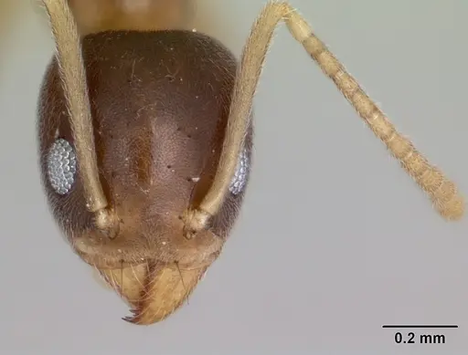 Technomyrmex innocens - CASENT0443365