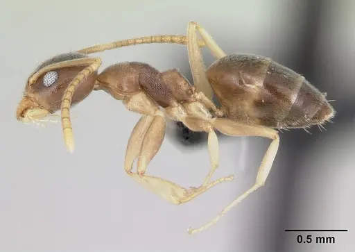 Technomyrmex innocens - CASENT0443365