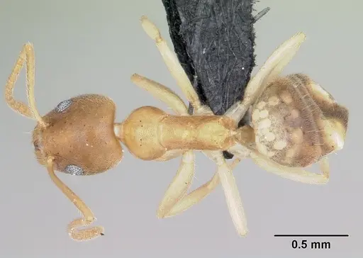 Technomyrmex innocens - CASENT0485542