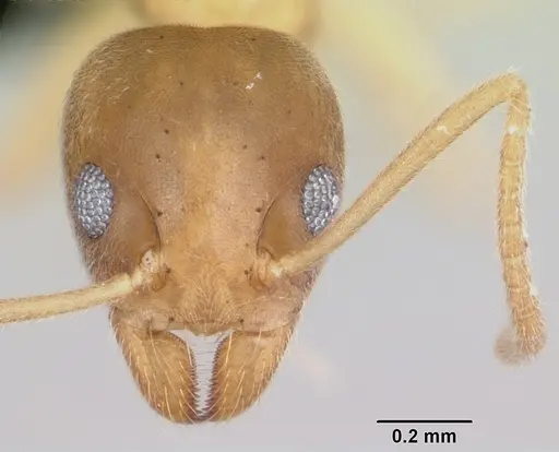 Technomyrmex innocens - CASENT0485542