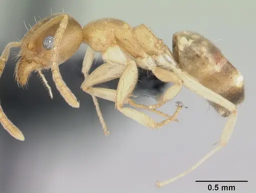 Technomyrmex innocens - CASENT0485542