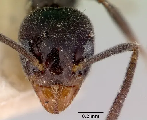 Technomyrmex jocosus specimen